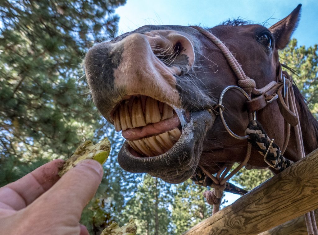 Automatic Nail Trimmer - Randy Bryan